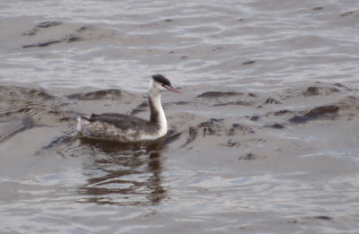 Deze fuut zwom zo mooi op de Nederwaard op de KInderdijk
Vind ik echt mooi als deze ik deze vogels ziet
Vind ik zelf 1 van de mooiste watervogels