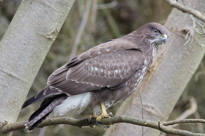 weer een mooi dagje zeeland met de vogelwerkgroep Zoetermeer en daar een mooi plaatje kunnen maken van de buizerd