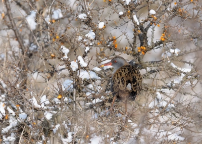 Een waterral op zoek naar de laatste bessen in een besneeuwde duindoorn. Ik wist niet dat deze bessen ook op het menu stonden van waterrallen. Er zaten vier rallen, ze liepen met hun grote poten over de struiken alsof er geen stekels aanzaten..Prachtig. Veel  leuke en mooie momenten gezien en vastgelegd.