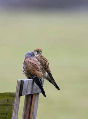 Daar zaten ze dan in de in de regen, saampjes op het hek, een beetje in het rond te kijken. Slechts een paar tellen bleven ze zitten en toen vloog zij weer weg.