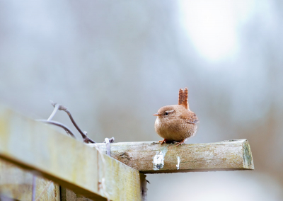 Deze zat op de pergola in de voortuin, helaas wat donker weer, maar erg schattig zo met dat staartje typerend omhoog. Helaas had ik mijn Canon 400mm nog niet, dus moest het met de 70-200 F4 doen. ISO-prestaties van Canon 7D vallen me erg mee, deze is genomen op 1600 ISO, op mijn oude Sony A300 kwam ik nooit boven de 400 ISO.