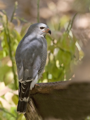 Deze schitterende vogel moest ik zeker plaatsen van onze gids in Gambia. Hij volgt ook BP. Zelf vind ik het jammer dat hij op zo'n stomme stenen bak zit, maar ja.........