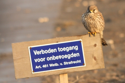 Als een ijverige student staat dit vrouwtje op wacht en laat niemand door!