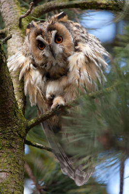 Vanmorgen even een rondje gemaakt. Ik had 5 roestende Ransuilen in de boom. Eentje zelfs met een wingflap. Deze voddebaal was de enige die zich niets van mij aantrok en ging zich zitten poetsen. Als ik mij niet vergis heb ik haar al eens eerder op de foto genomen. Toen had ze 4 jongen.