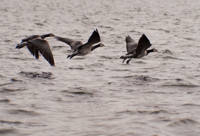 k ging met 2 vrienden op stap om foto's te maken in de Reeuwijkse plassen. Deze brandganzen bleven rustig zitten terwijl ik dichterbij sloop. Na een tijdje hadden ze het door en vlogen ze naar het water.