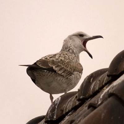 Foto van een tijdje geleden alweer. Deze zat op de plek waar een tijdje een Witoogeend gehuist heeft.