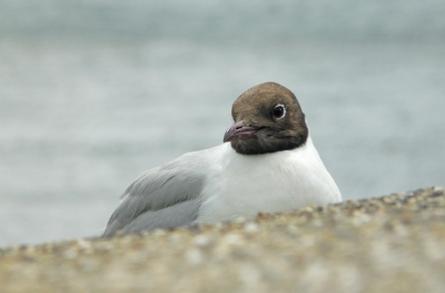 Een kokmeeuw, zittend op een dijk aan de Waddenzee-kant van Texel, t.h.v Oudeschild. Het waaide veel en het was bewolkt.