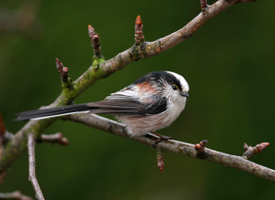 Laat op de middag deze foto nog gemaakt. Op nog geen 3 meter afstand zat hij in de perenboom. Eigenlijk zat hij te dichtbij voor mijn 300mm lens. Dit is ook de laatste keer dat ik ze gezien heb in de tuin.