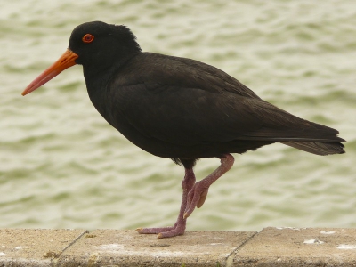 De Amerikaanse vorm staat al wel op BP, maar deze Australische kon ik er niet op vinden. Jammer genoeg loopt hij op een stenen randje, maar ik vond zijn rode oog en snavel toch mooi uitkomen.