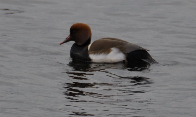 Krooneenden  gespot in Loosdrecht op de Loenderveensche plas. Wat ik heb kunnen zien 7 mannetjes en 1 vrouwtje. Ze dobberde tussen de kuifeenden en de meerkoeten in. Het was donker grijs weer met heel soms een straaltje zon.