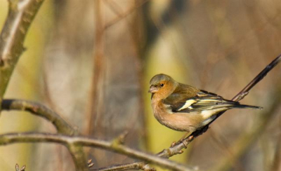 Picture taken in my garden using a Canon 50D + Canon EF 100-400 L.