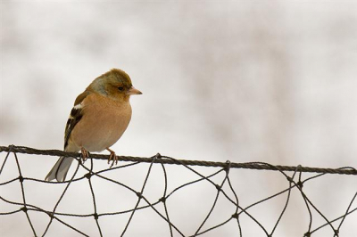 Picture taken in my garden using a Canon 50D + Canon EF 100-400 L