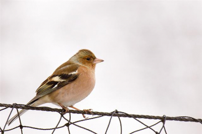 Picture taken in my garden using a Canon 50D + Canon EF 100-400 L