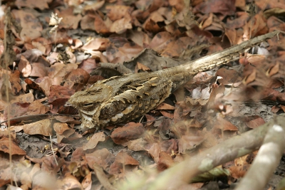 Toen ik op deze vogel werd gewezen door onze gids zag ik de vogel pas toen hij een oog opende.
Niet te geloven schutkleur tussen de dode bladeren.