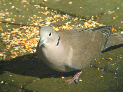 Weer lekker even tijd om te digiscopen 
Alleen jammer dat het vanuit huis moet 
Deze Turkse Tortel heb ik genomen door mijn Optolyth telescoop Met een Canon A95 
Door het glas van onze dakkapel de vogel zat bij de buren in de tuin 
De foto is ligt verscherpt en verkleind
Gr Christian