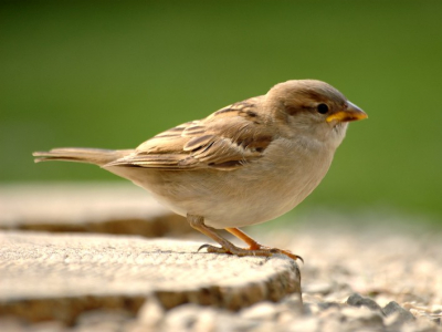 Na lange afwezigheid, eindelijk de oude vetrouwde huismus gespot in de achtertuin. Met een 300 mm lens op een afstand van 1,2 meter.