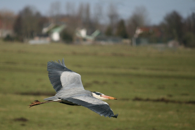een van weinige fotos waarbij een vogel in vlucht scherp is.