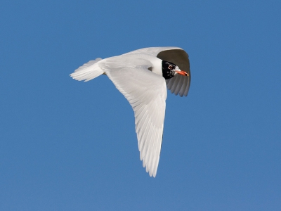 Deze vogel is inmiddels een oude bekende geworden, nu hij er voor de 16e winter zit!
De vogel is al aardig op weg in zijn zomerkleed en zal binnen korte tijd de broedgebieden weer opzoeken.