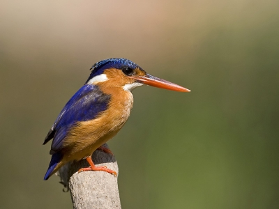 Het was 32 graden Celsius en ik liep te slepen met mijn camera opo statief om een goed plekje in de schaduw te vinden toen deze IJsvogel, whats in a name, pal voor mij op een paaltje ging zitten.Spullen neergezet, afgedrukt en dit resultaat. De vogel was ook meteen gevlogen.