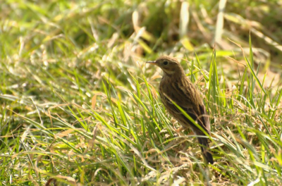 Deze Graspieper kwamen langs de Lekdijk bij de kinderdijk tegen
zelf had ik ze noch nooit gezien zo dichtbij