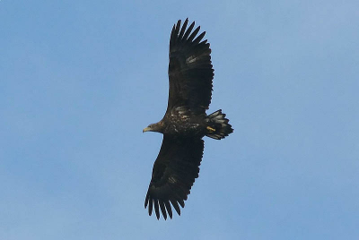 deze foto is niet helemaal scherp,maar om dat deze vogel bij ons in twente een zeldzaam soort is plaats ik hem toch. echt een buiten kansje vamorgen.