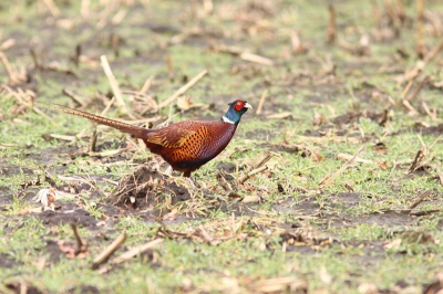 Gisteren  een fazant gespot die met de winterse zon er mooi uit kwam met de kleur.
Met wittehalsband en de  groene kuifjes .