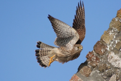 Deze torenvalk zat te zonnen op de puntgevel van een oude boerderij in de Uitkerkse polders, toen ik 'n foto wilde nemen vloog ie opeens naar 'n weide om 'n lekkere muis te vangen. Toch steeds alert deze vogels.