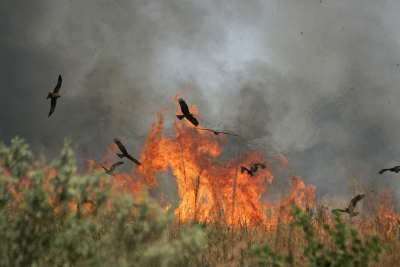 Vogels in het landschap. 
Op weg naar Georgetown woedde er een brand, zeker over een lengte van drie kilometer. Duizenden sprinkhanen, veel slangen en hagedissen probeerden het vege lijf te redden. De weg was bezaaid met sprinkhanen. Honderden roofvogels doken af en aan. Veel Zwarte Wouw,Blauwe en Grauwe Kiekendief, Shikra, Lizard Buzzard en ook zagen wij de Hawk Eagle. Heel moeilijk om er een indruk van te geven. Nooit zagen wij zoveel roofvogels bij elkaar. Het opvallende was dat geen mens zich zorgen maakte, niemand had er aandacht voor. Toen wij de volgende dag terugreden brandde het nog steeds.