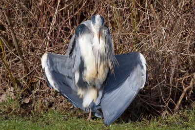 Ook vogels kunnen dus geweldig genieten van het eerste lente zonnetje. Of hebben we hier te maken met een reiger die een cursus aalscholver volgt of is het misschien een potloodventer?