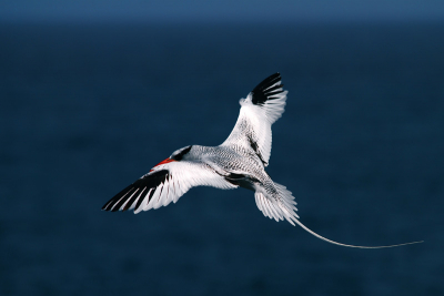 Perfecte dag met zon en hoog op de kliffen met veel vliegende vogels, zelfs een plaat gemaakt met een grote fregatvogel die een roodsnavel in z'n staart had gepakt en met zich mee trok tot net boven het zeewater.