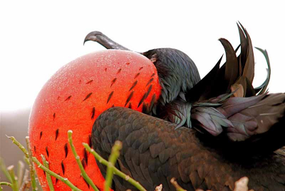 Deze fregat zat op z'n nest in volle glorie en kon deze ook heel dichtbij naderen en fotograferen