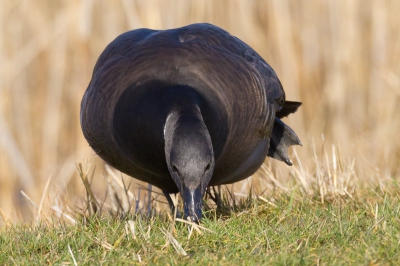 Opname van de Zwarte Rotgans of is het de Zwartbuikrotgans. Moeilijk te determineren. Volop in de zon bij de Wagejot op Texel.