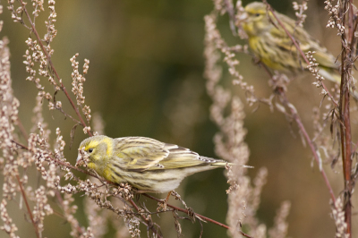 Europese kanarie (Serinus serinus)Europese kanarie (Serinus serinus)Europese kanarie (Serinus serinus)Europese kanarie (Serinus serinus)Europese kanarie (Serinus serinus)Europese kanarie (Serinus serinus)Europese kanarie (Serinus serinus)Europese kanarie (Serinus serinus)