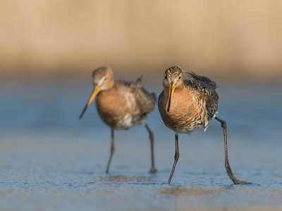 Vogels meer rechts in beeld gezet (onder helaas niet meer ruimte). En hierbij de kleurruimte sRGB gebruikt, nu komt de foto wat contrastrijker over hoop ik.