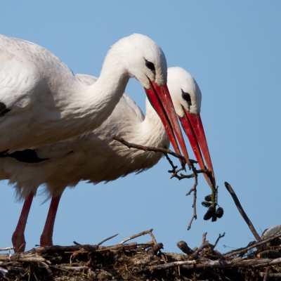 Een goed nest bouwen is een kwestie van teamwork. Wat een harmonie bij deze ooievaars. Vervolgens werd er gepaard, geklepperd, uitgerust en vertrok pa weer voor meer nestmateriaal.