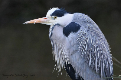 De reiger stond als een oud mannetje langs de waterkant.
Ach toch maar even een plaatje ervan geschoten.