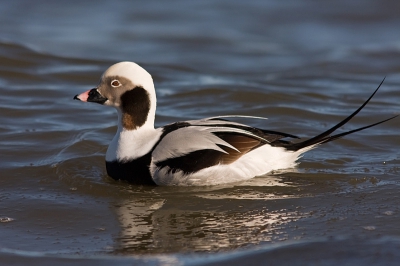 Beautiful sunny day on Baltic sea coast, almost no waves, so birds were far away in the sea, I was very disappointed, but still scanning the beach with my binoculars and then...a miracle...Three Long-tailed Ducks land on the water...And one of them was this glamour winter plumage male...