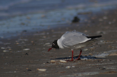 Deze kokmeeuw was rustig bij opkomend tij aan het foerageren tussen de schelpen op het strand van De Haan. Er was 'n strakke NO-wind bij heel zonnig weer.