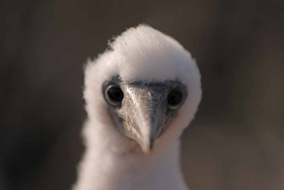Close up van Nasca booby/Masked booby jong. Uit de hand en op de grond gelegen. Vond dit jong zo aandoenlijk en het bleef maar mij kijken.
Nou vooruit dan... op de plaat.