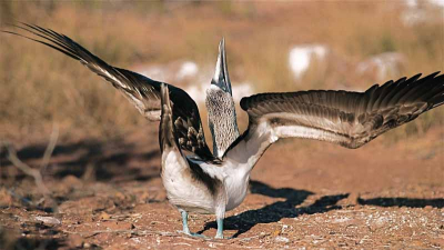 Paringsrituelen op de Galapagos waren in volle gang en dat maakte de boobies niets uit of je er bij stond of lag om de foto te maken. Uit eindelijk heb ik er heeel veel op de gevoelige chip gezet.