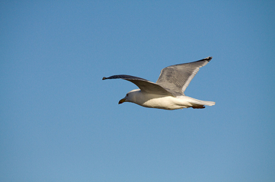 Gister deze volgens mij zilver meeuw  op strand in denhelder op de foto gezet. Dit is gelijk me eerste foto op dit forum tips zijn welkom. Groeten Sturm