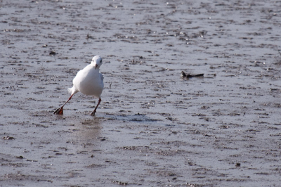 Deze juveniele kokmeeuw (?) had echt moeite met 6 beaufort. Aandoenlijk om te zien.