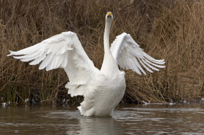 Een van de wilde zwanen uit een groep van ca. 15 in een kanaal in de AWD. De dieren lijken hun schuwheid wat te verliezen en zijn er op toelopend redelijk benaderbaar mits je je heel rustig houdt.
Heel donker weer met motregen. Foto gemaakt vanaf monopod.