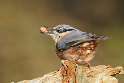 Deze foto van de boomklever gisteren ook gemaakt vanuit mijn boshutje.