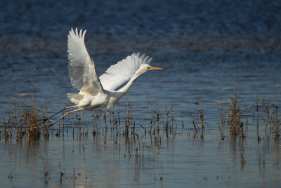 Op zoek naar bijzondere soorten (o.a. nonnetje) kwam er een grote zilverreiger aanvliegen. Die ging op het ijs zitten en vloog na een tijdje weg, toen heb ik dit plaatje kunnen schieten :-) Ben er zelf tevreden over!