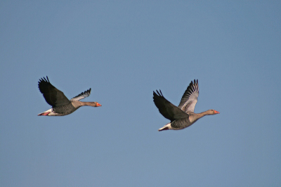 Vanmiddag eventjes in de Eemnesser polder geweest en werd verrast door een enorme hoeveelheid grauwe ganzen. En het is me toch eindelijk gelukt een redelijke opname van ganzen in de vlucht te maken. Heerlijk  vertoeven was het  met het geluid van al die ganzen.