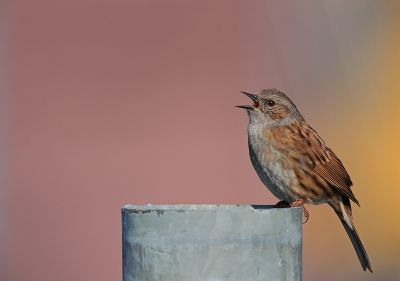 Het voorjaar komt eraan: de Heggenmus zingt er weer flink op los ! Voor meer (grotere foto's van vogels, natuur -en landschap surf naar :
www.photo-marcelloromeo.com