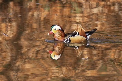 Afgelopen zondag kwam ik deze mandarijneend tegen in het apeldoornskanaal. Zelf vind ik de spiegeling in het water wel mooi.