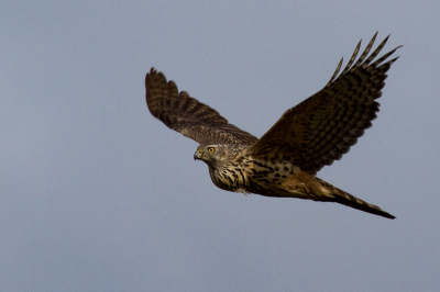 Toen deze buizerd in het veld zag zitten, leek het op een kat, totdat ik in mijn zoeker keek, dacht ik een sperwer. Zat zich lekker vol te proppen met iets wat ik niet kon zien. Ik heb gewacht en een gegeven vloog "ie" weg, daar stond ik klaar voor. Die autofocus van de 7D is top. Uit de hand kon ik deze schieten en vloog zo mijn zoeker in :o) Uiteraard zag ik gelijk dat het een buizerd was (nee dus :o). Vond het al vreemd want sperwers zitten bij mijn weten nooit in open veld..