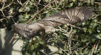 Mijn eerste foto op BP. Nog niet zo goed als het moet gaan worden, maar goed genoeg om te laten zien. De buizerd vloog net weg uit de boom.